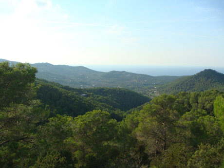 Berg wald ibiza foto