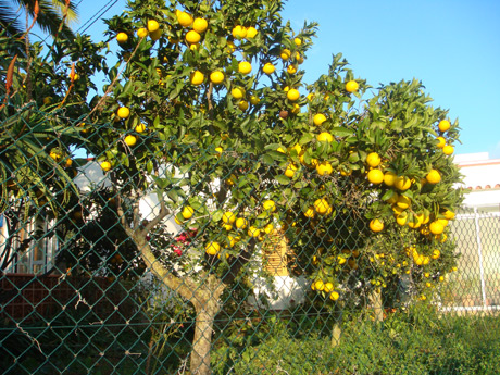 Orangenbaeume ibiza foto