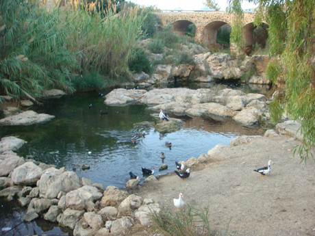 Ducks and migratory birds ibiza photo