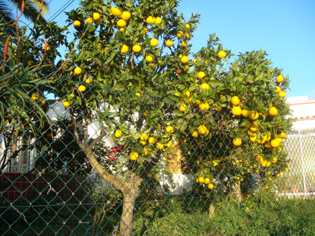 Orange trees ibiza photo