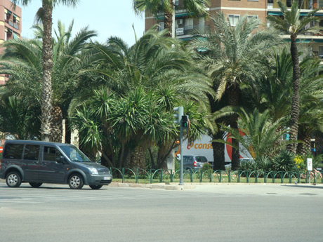 Palm trees in ibiza photo