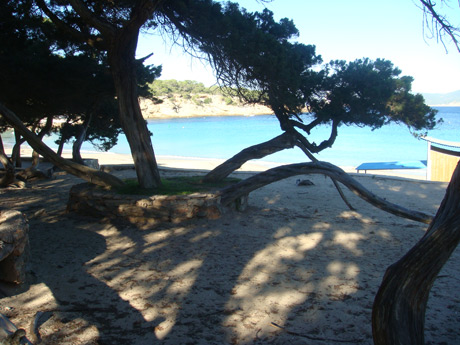 Tropical trees on the beach ibiza photo